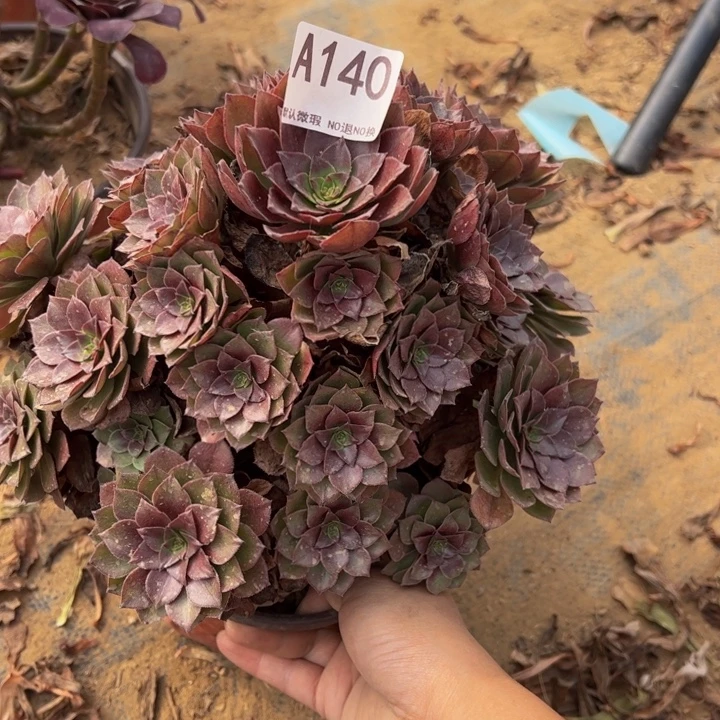 桃花石多肉植物140.