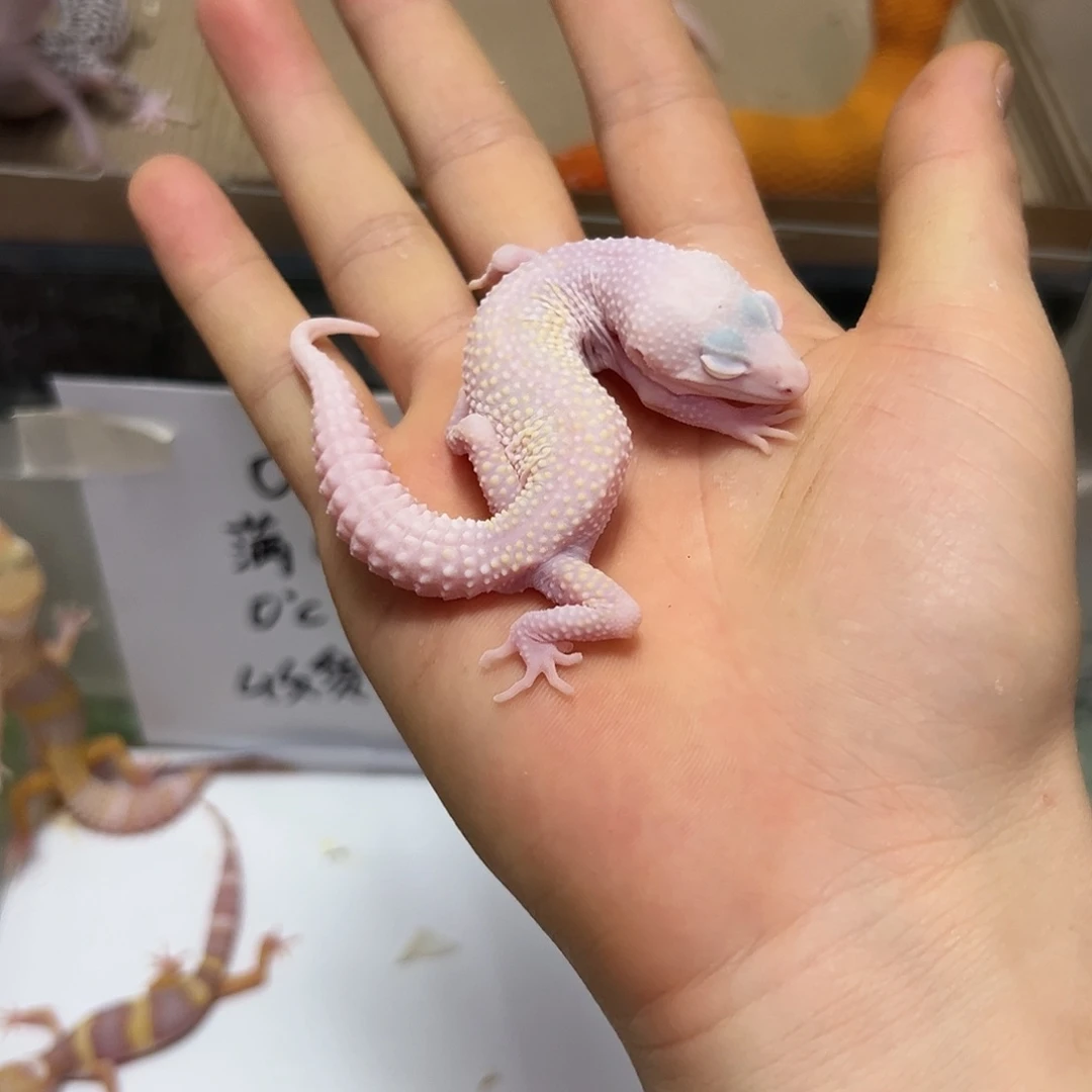 豹纹守宫豹纹守宫