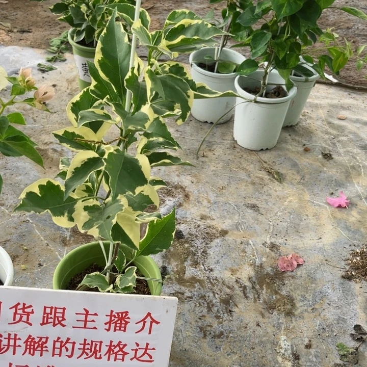 完全开放三角梅白马斯