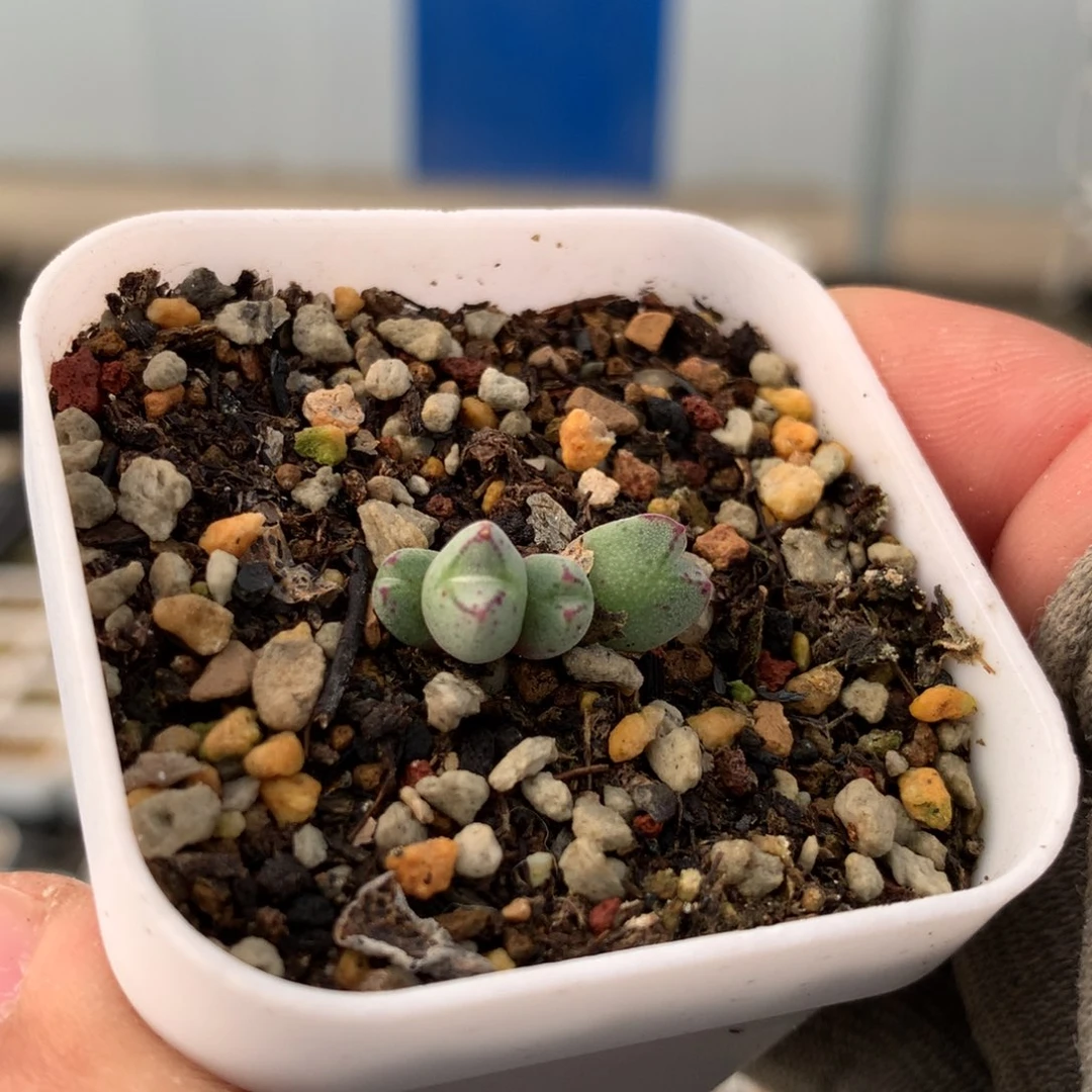 45号猪蹄母本一颗