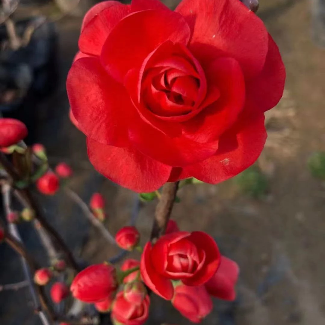 【开花机器】玫瑰之约牡丹之恋海棠盆栽耐寒好养阳台庭院南北方种植