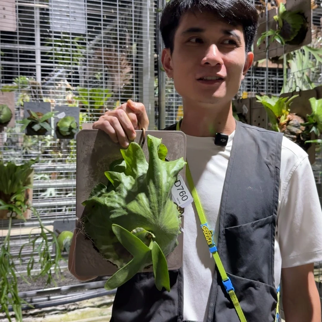 不开花植物D760-皇冠鹿角蕨（小）老叶微瑕