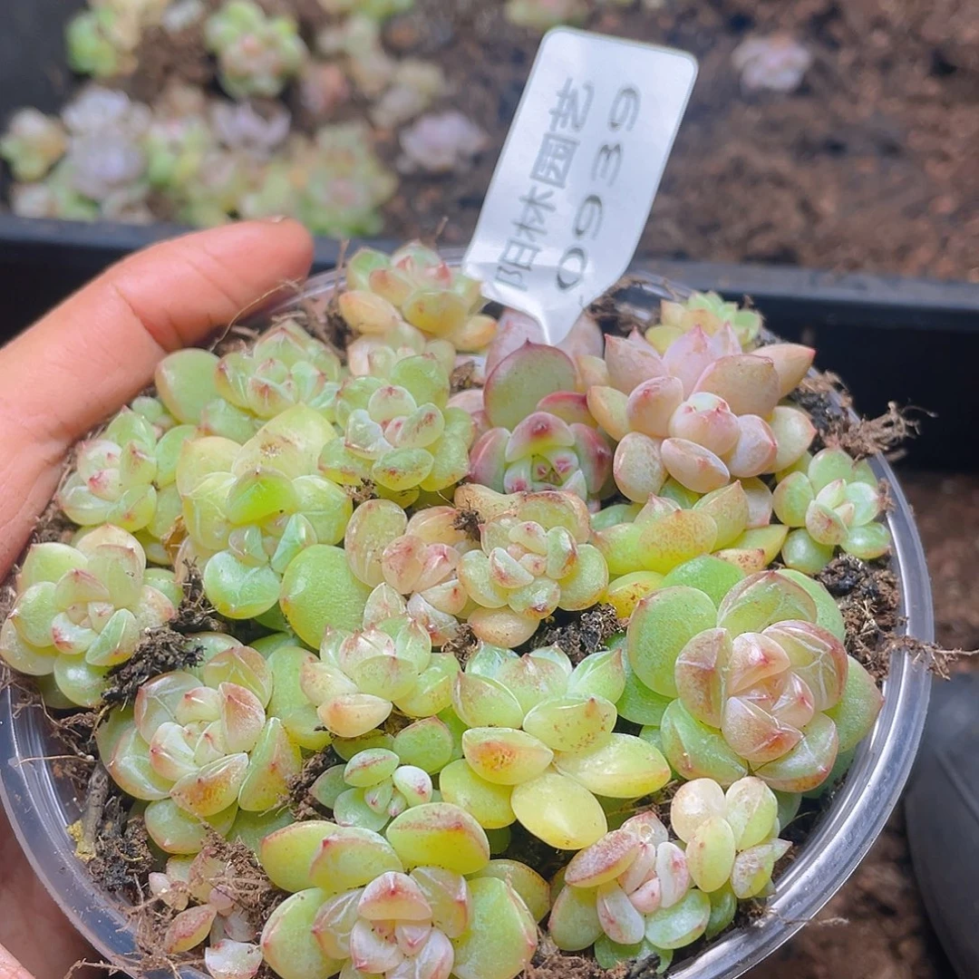 多肉植物多肉植物939