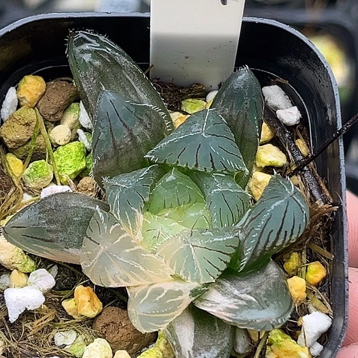 124大窗冰魄玉露锦