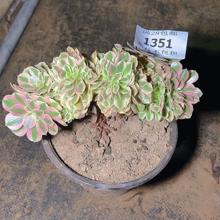 1351粉女巫缀多肉植物