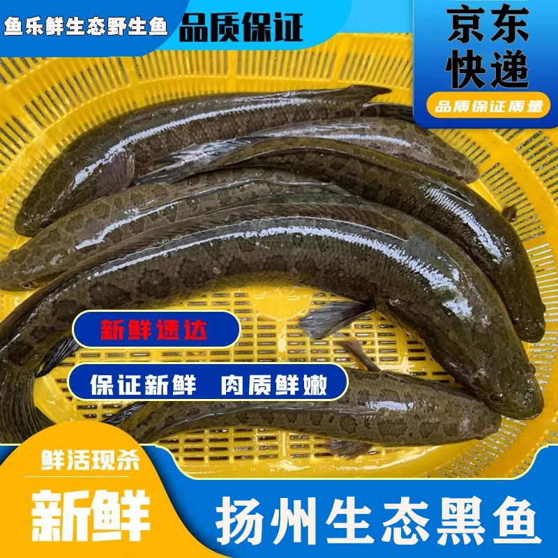鱼乐鲜生态野生鱼-【黑鱼改价链接】一物一拍付款后不退