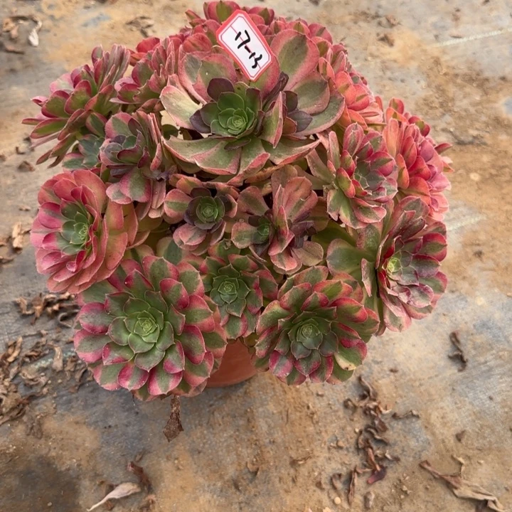 17-13雨禾朵朵处理不包售后