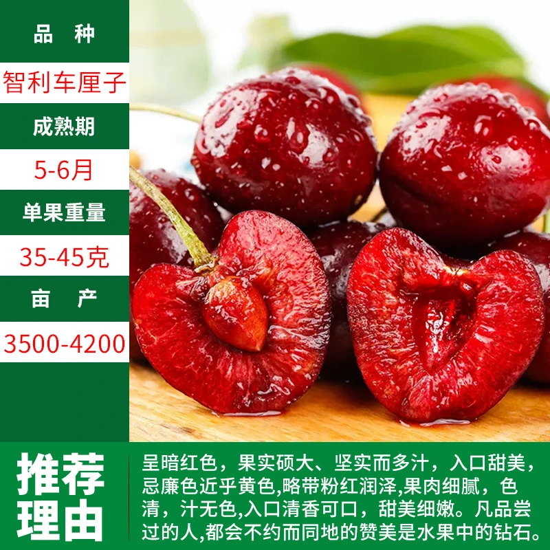 车厘子树苗大樱桃树苗塔玛拉科迪亚黄蜜美早俄罗斯矮化樱桃苗果苗