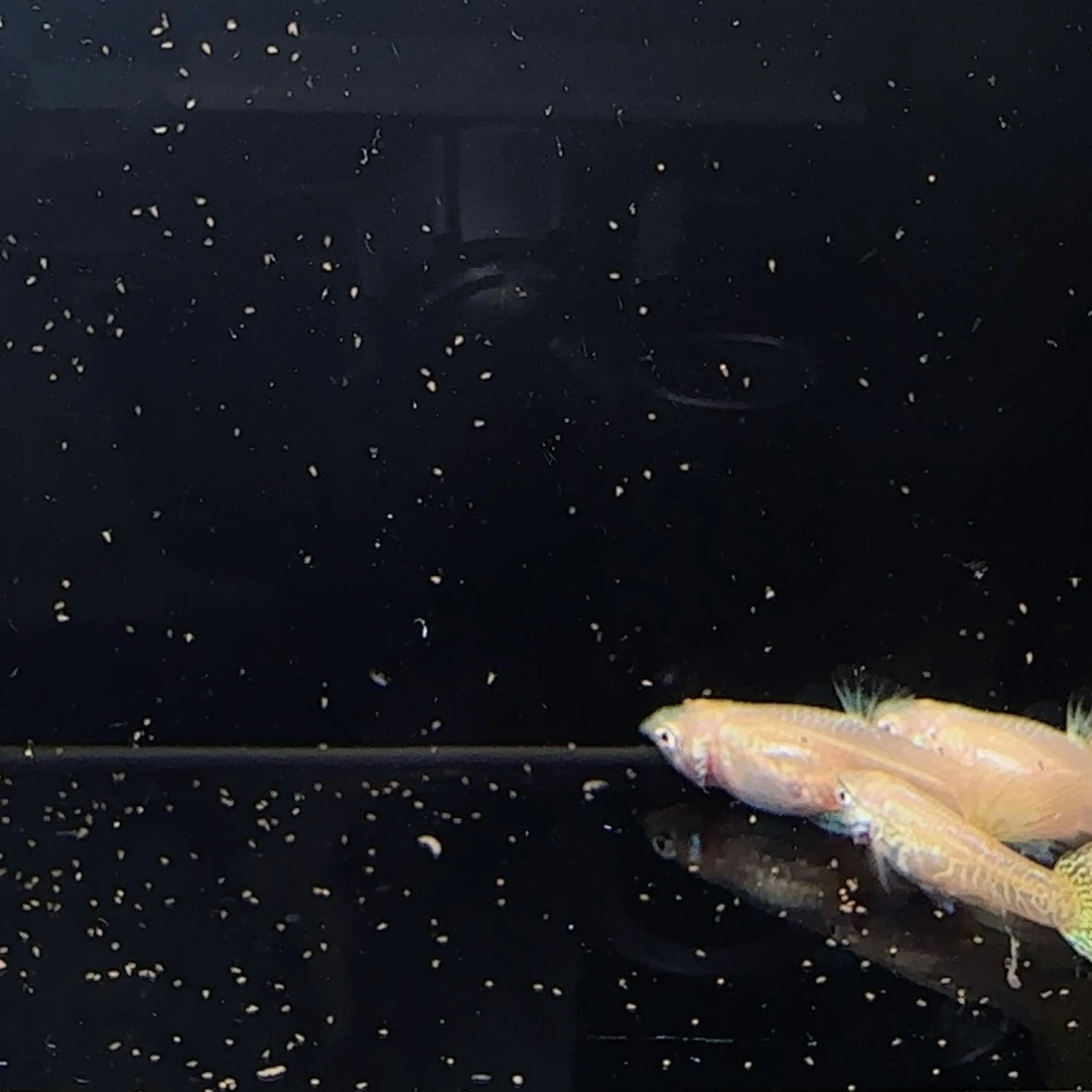 大理石非金属新号福利黄蛇王4公3母