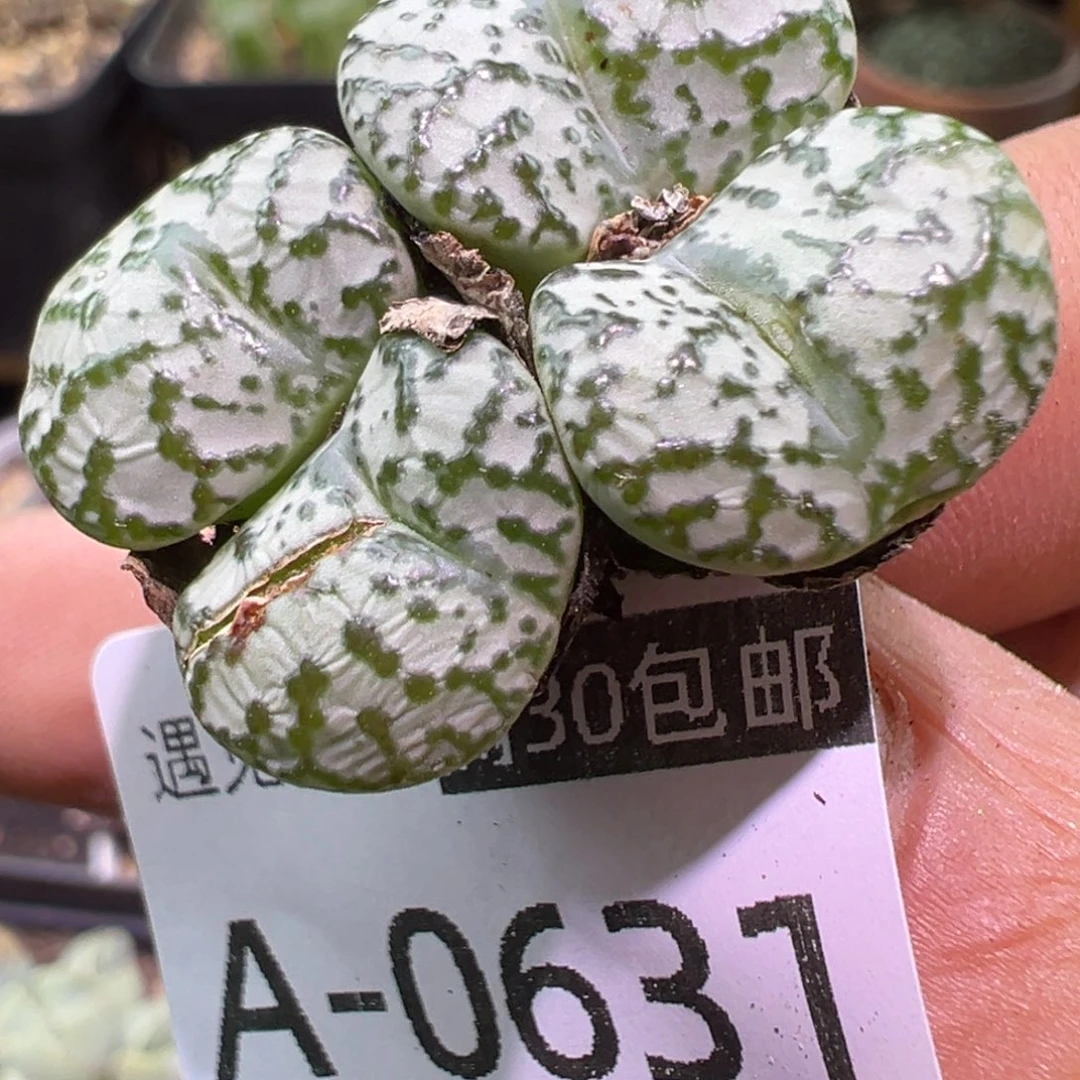 多肉植物111111111111