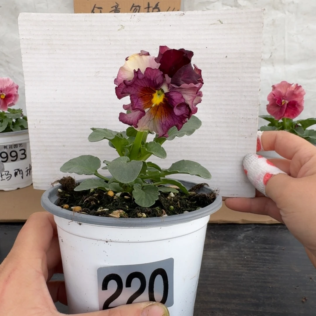 全部花朵220号角堇