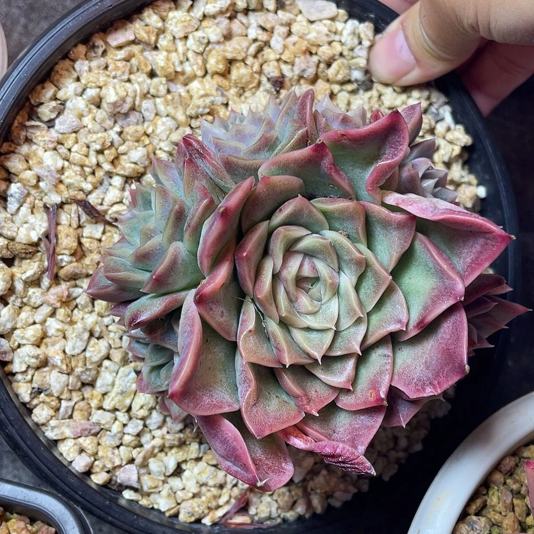 多肉植物一物一拍