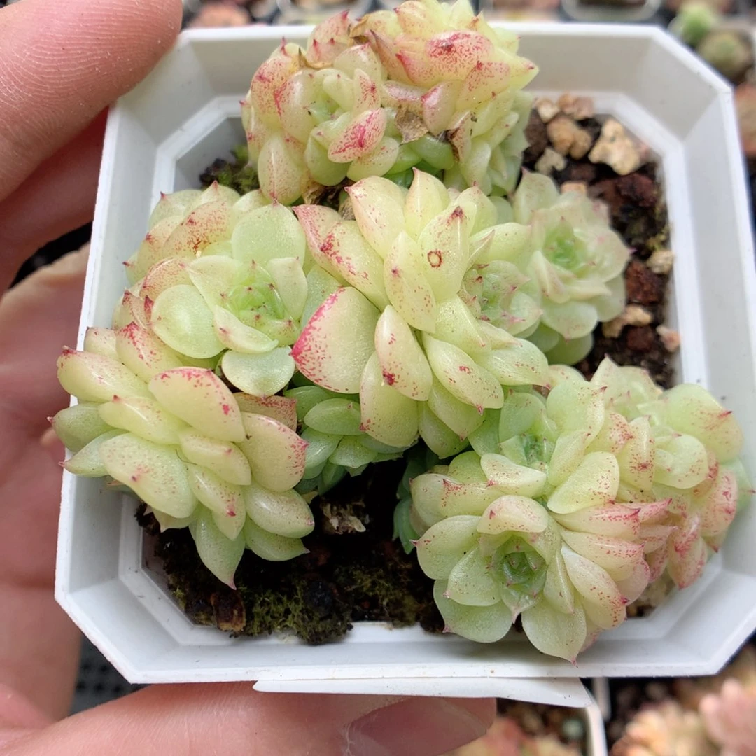 C86定繁编号麦杆B320三群