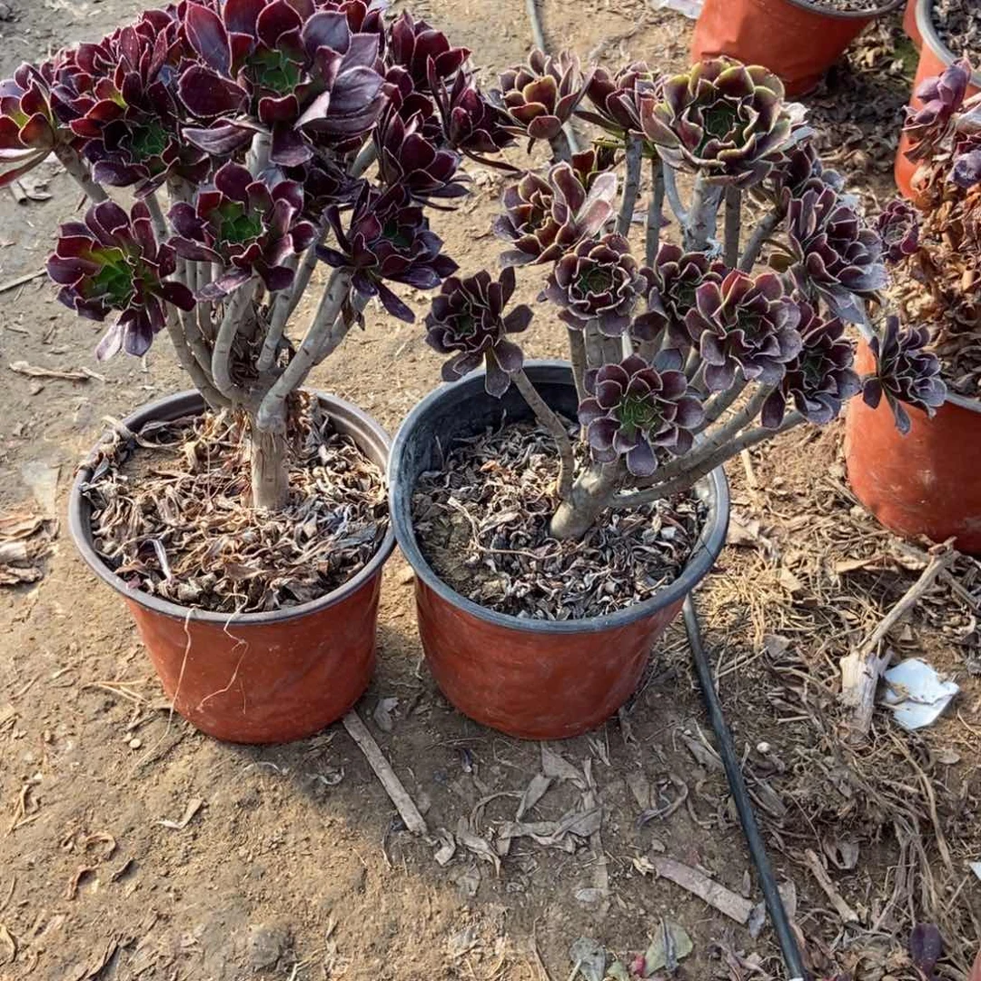 无花朵24号链接小黑豆小灰豆
