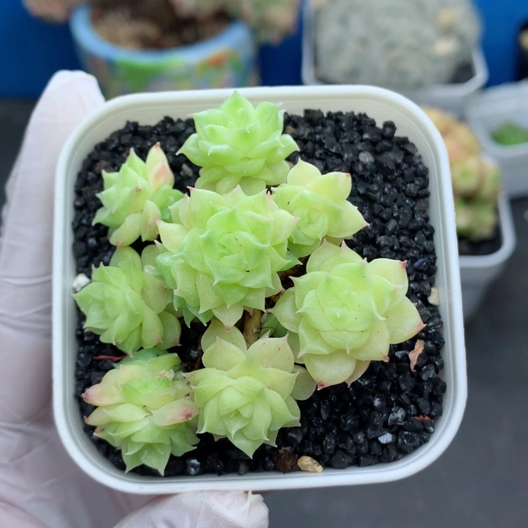 58包邮 群生不包整53