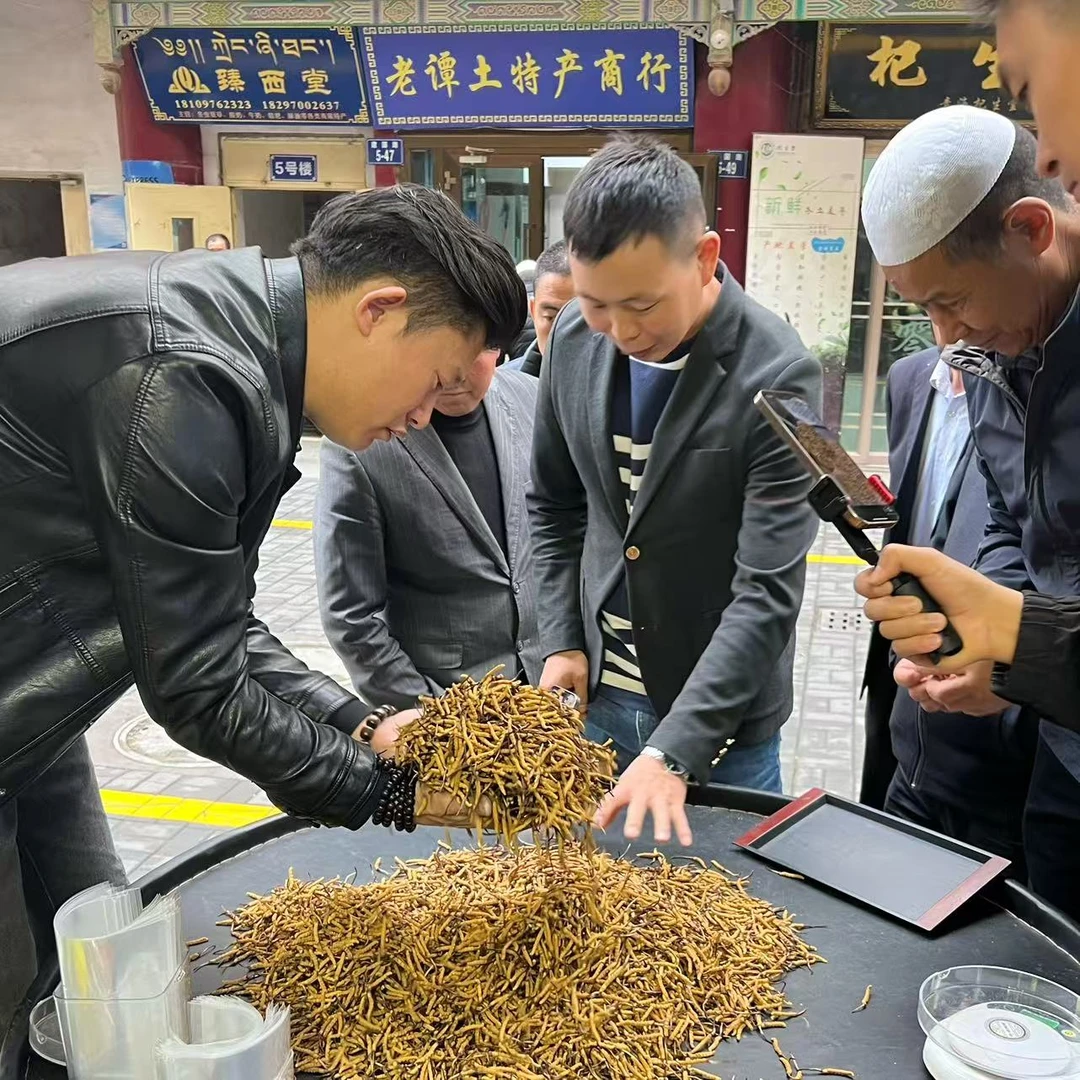 【冬虫夏草】42克 特大麻断草 打包货 实惠  滋补佳品根根高海拔