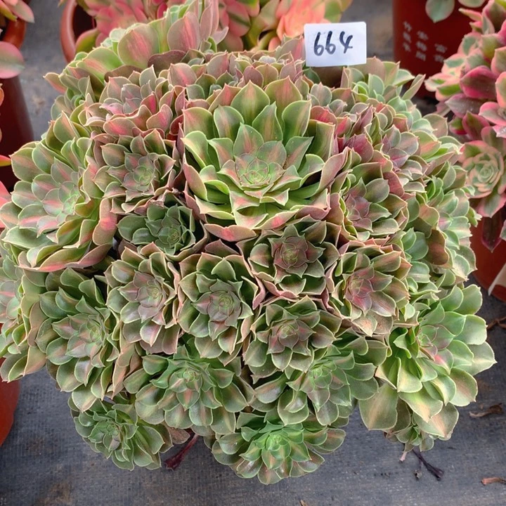 664女巫中斑锦捧花朵朵