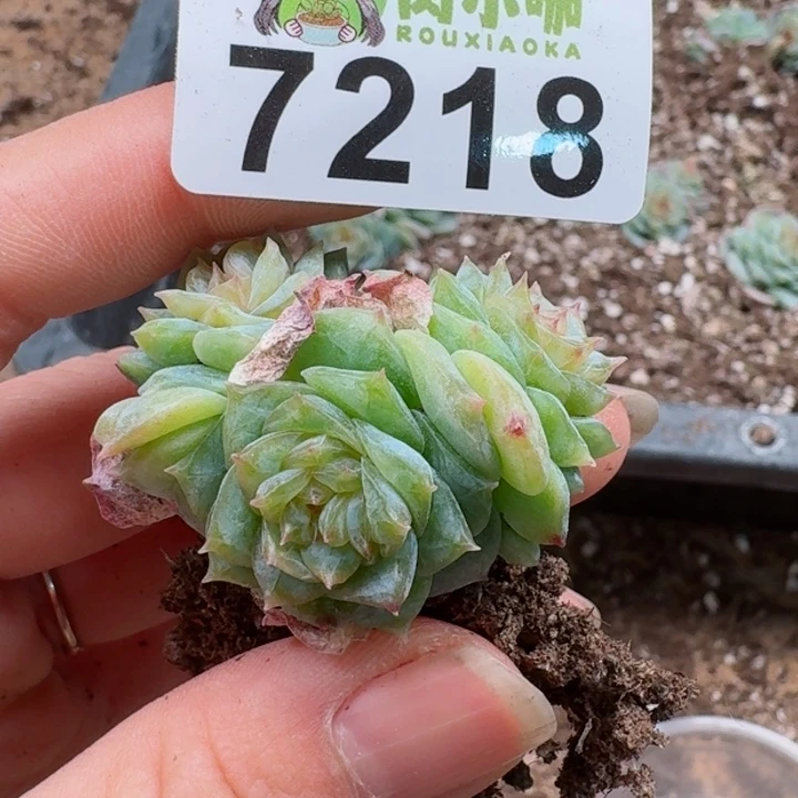 多肉植物多肉植物