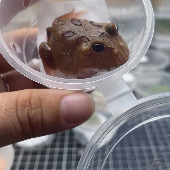 角蛙变异角蛙。053