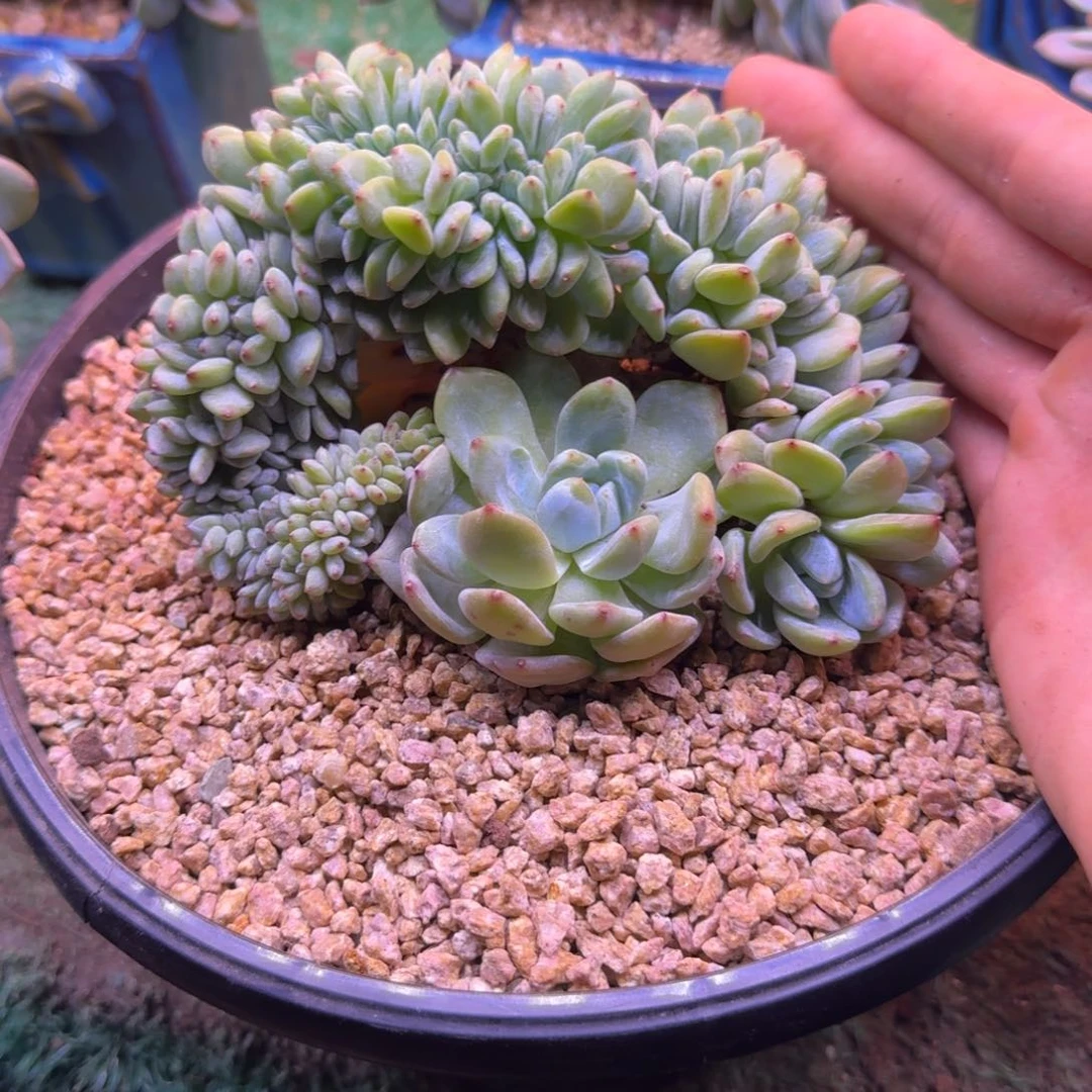 星影树缀无砍多肉