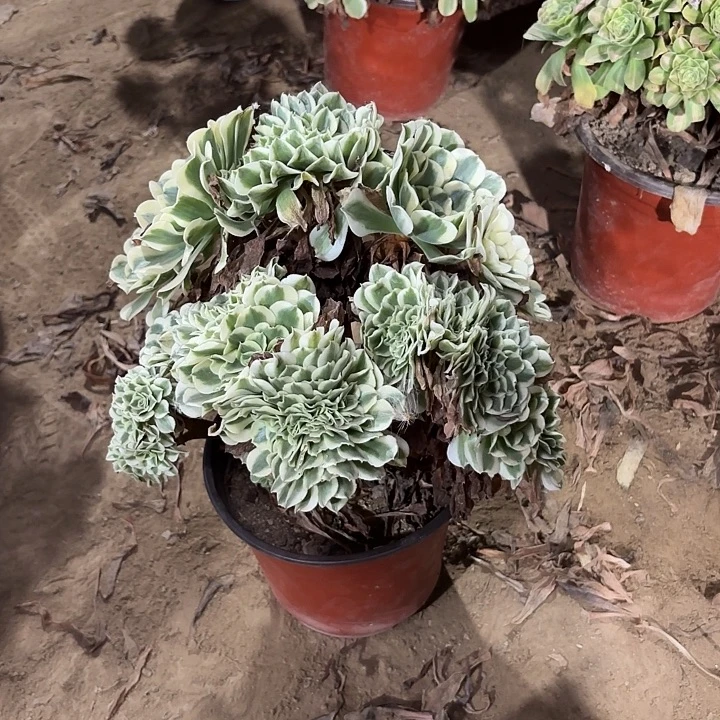 多肉植物绿豆莎缀44