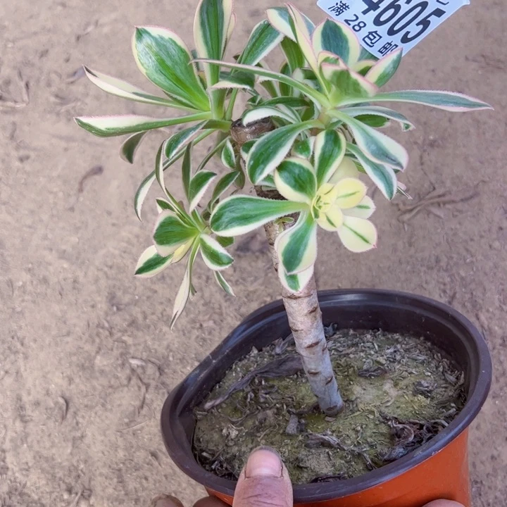 燕姿锦多肉植法师4605