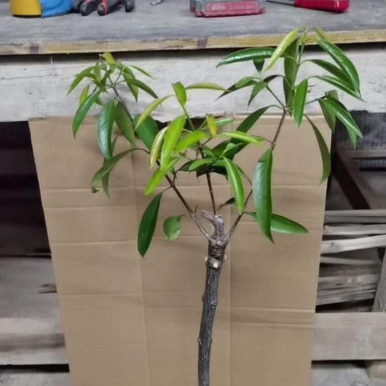 别***间当前无花栽培后可以开花细叶金山竹