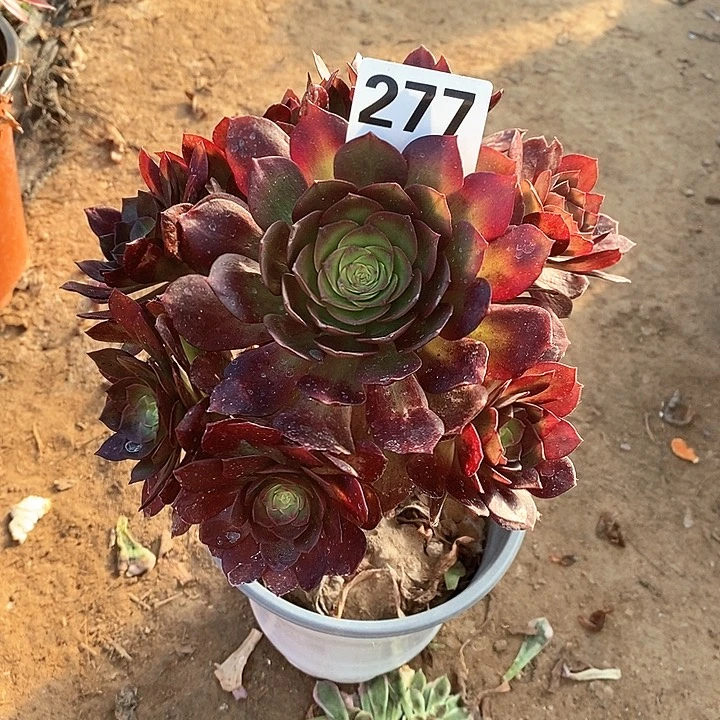 法师植物12345678