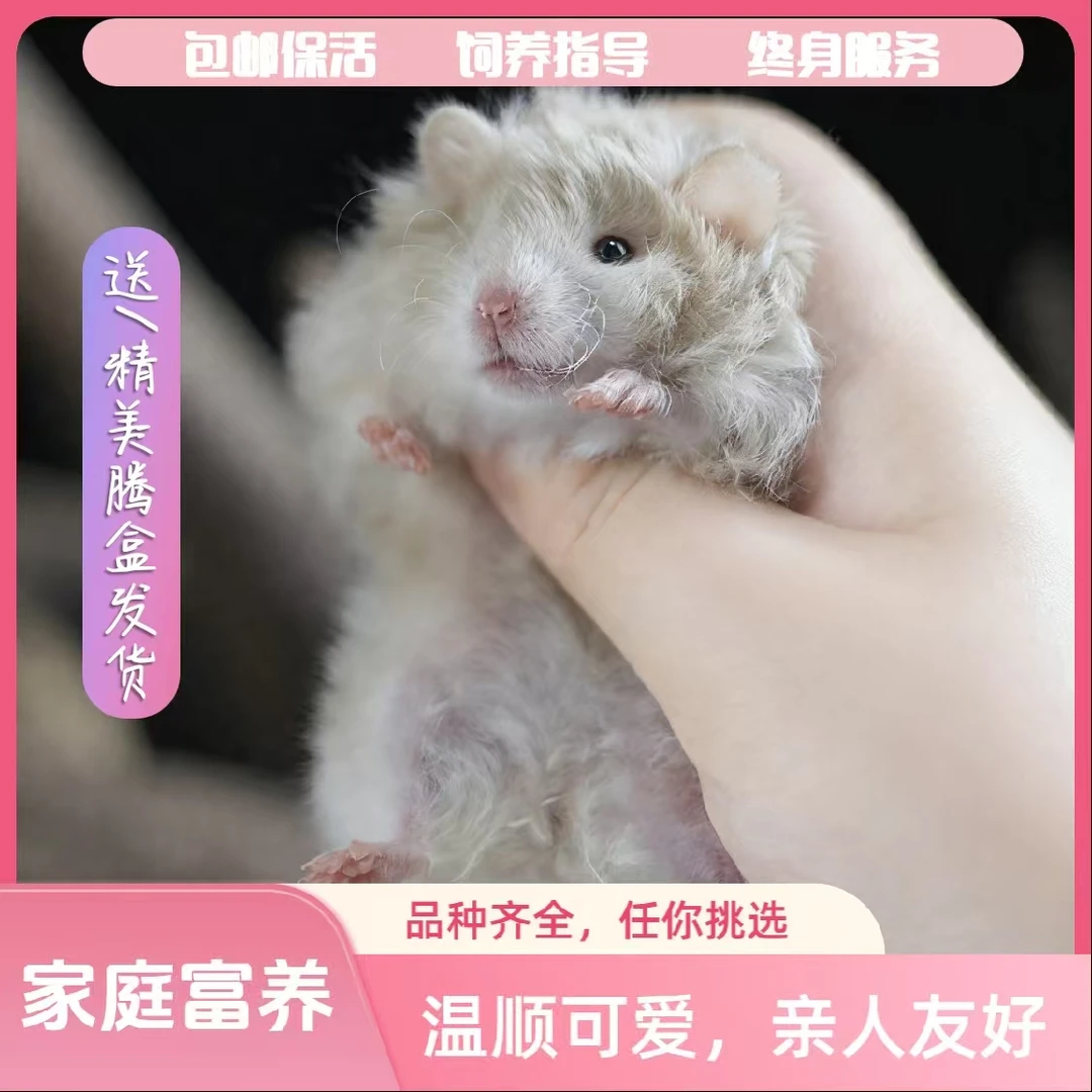 [斯达特]超可爱波利金丝熊家养精品温顺可爱肉桂短毛长毛宠物仓鼠