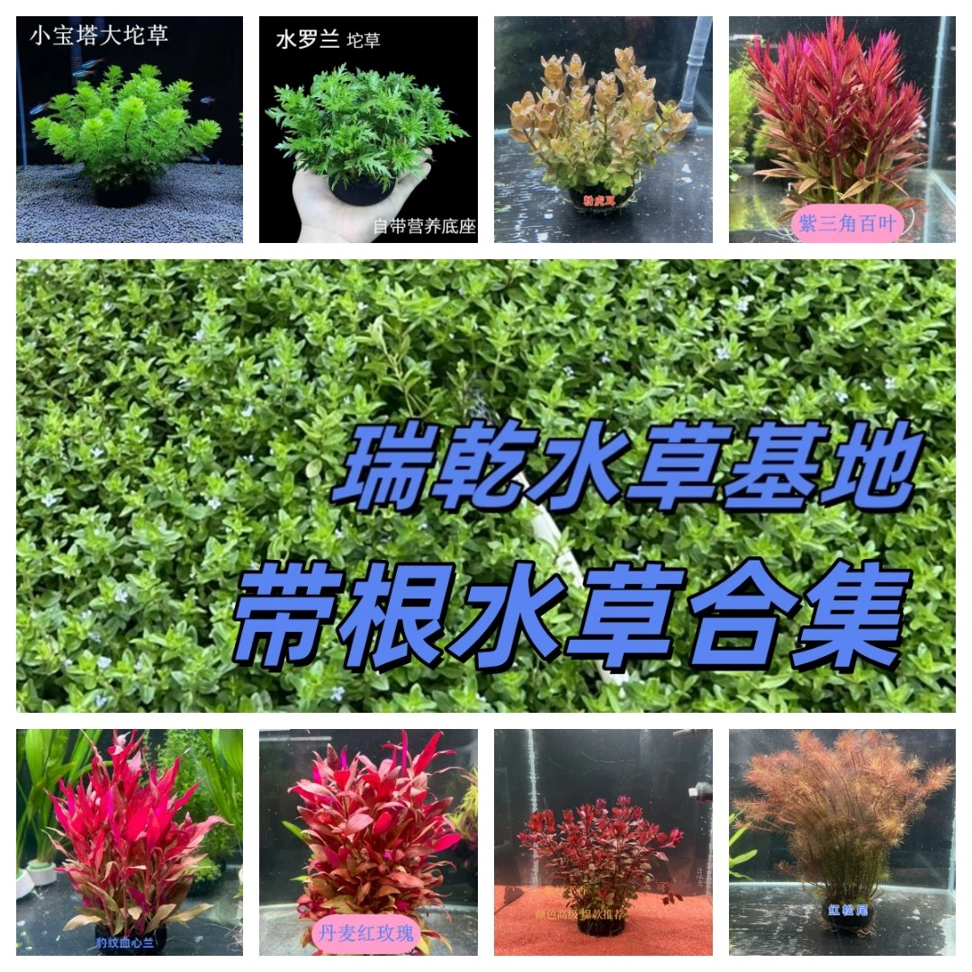 阴性水草免种植坨草阴性水草鱼缸专用水草