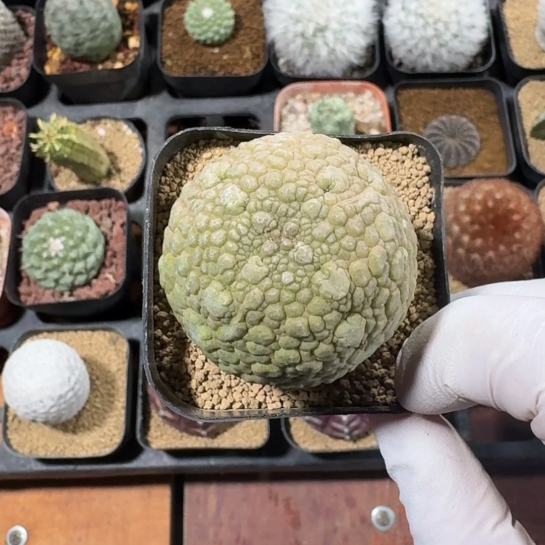 小***龙凝蹄玉仙人球1234