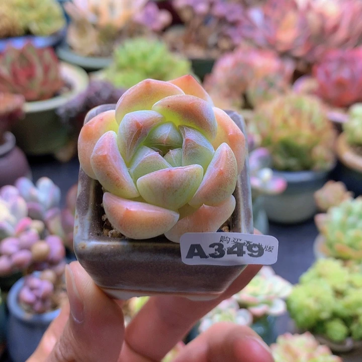 一物一拍含盆土满38包邮A349