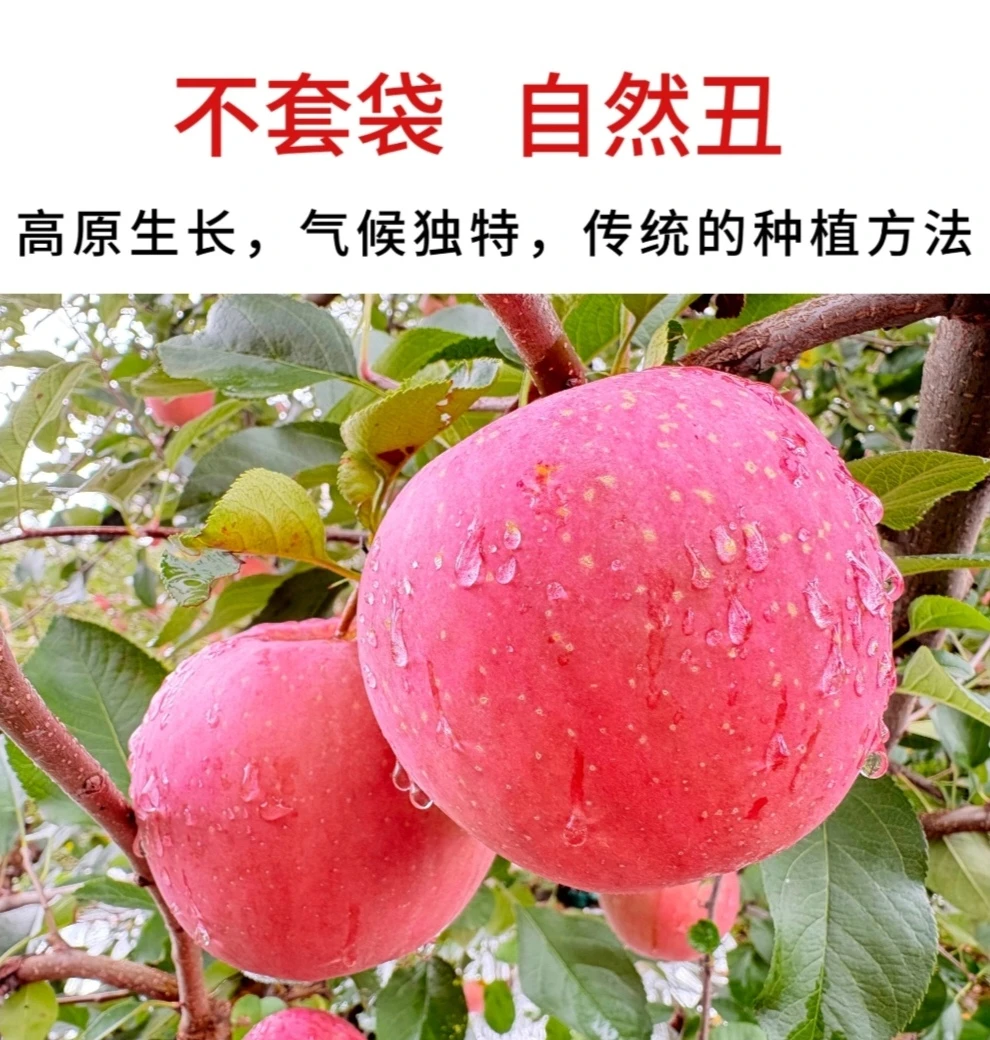 云南昭通红富士苹果当季新鲜脆甜多汁现摘现发顺丰包邮