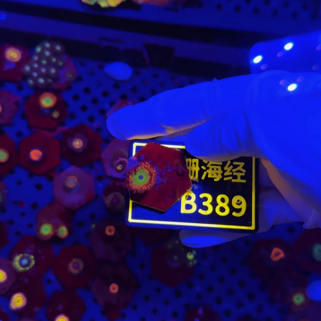 纽扣珊瑚k****3晓晓不包邮纽扣B389