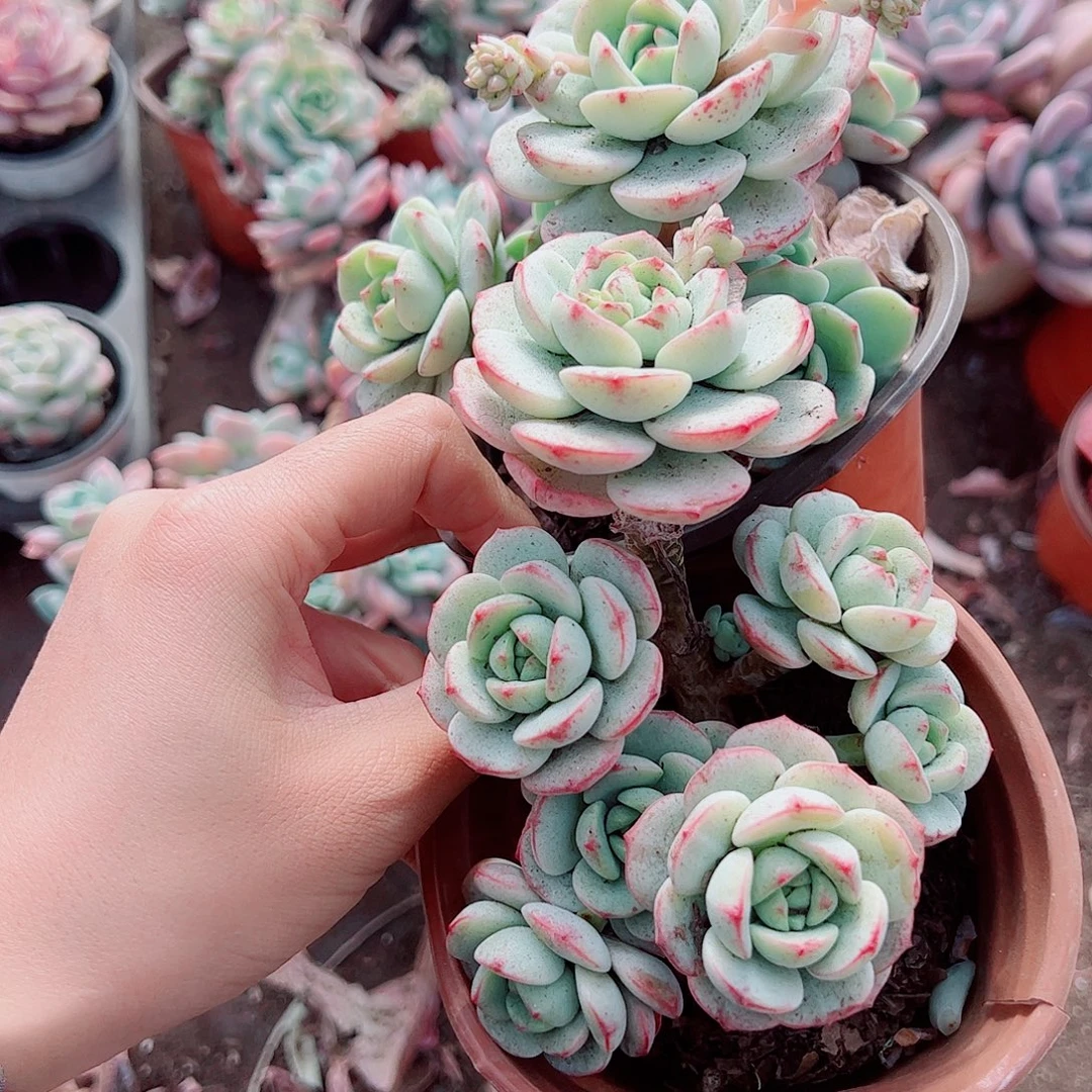 香草多头造型精品二盆