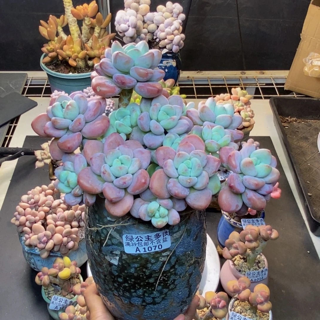 尼*儿070樱花洛神多肉17c m