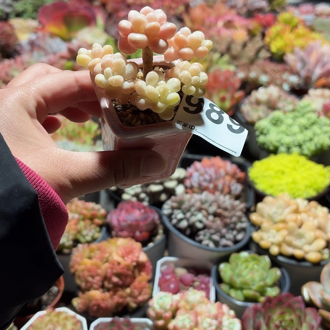 酒***子鱼子酱多肉带盆发货989