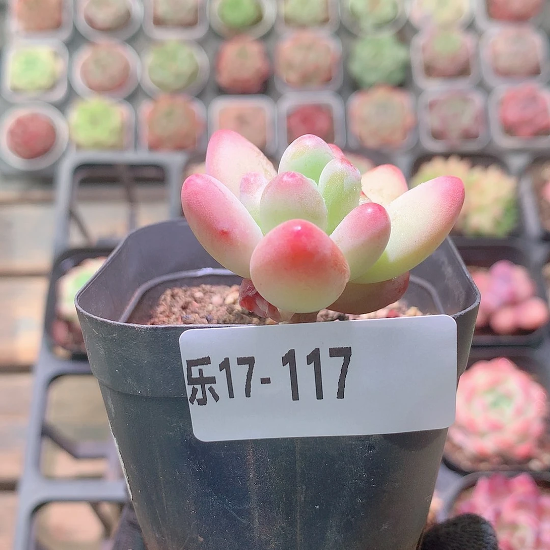乐然17-117 苹果奶