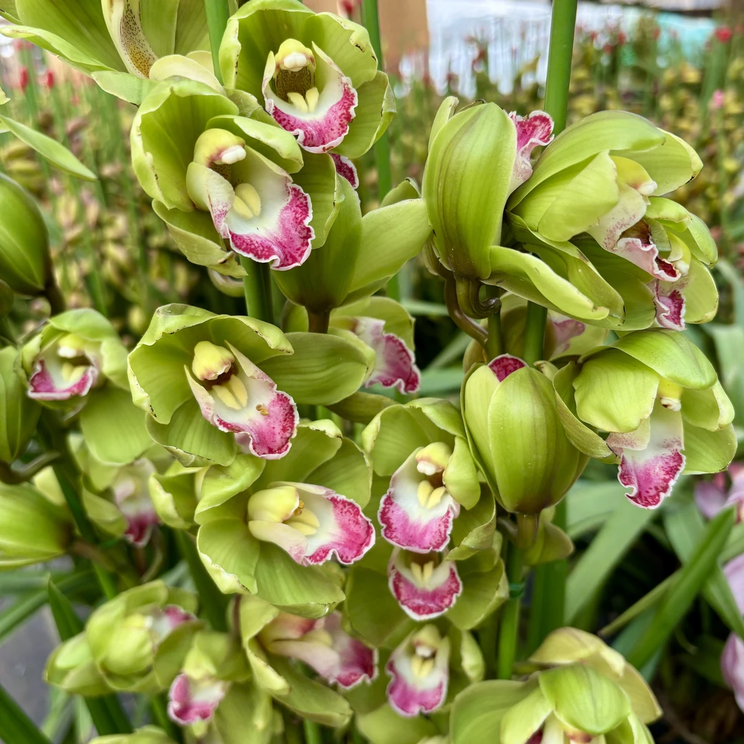 【元老】落地绿色大花蕙兰 年宵花 室内电视柜养护简单