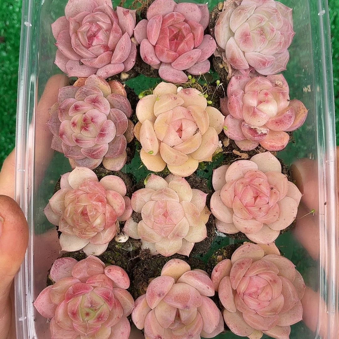 多肉一物一拍29-31