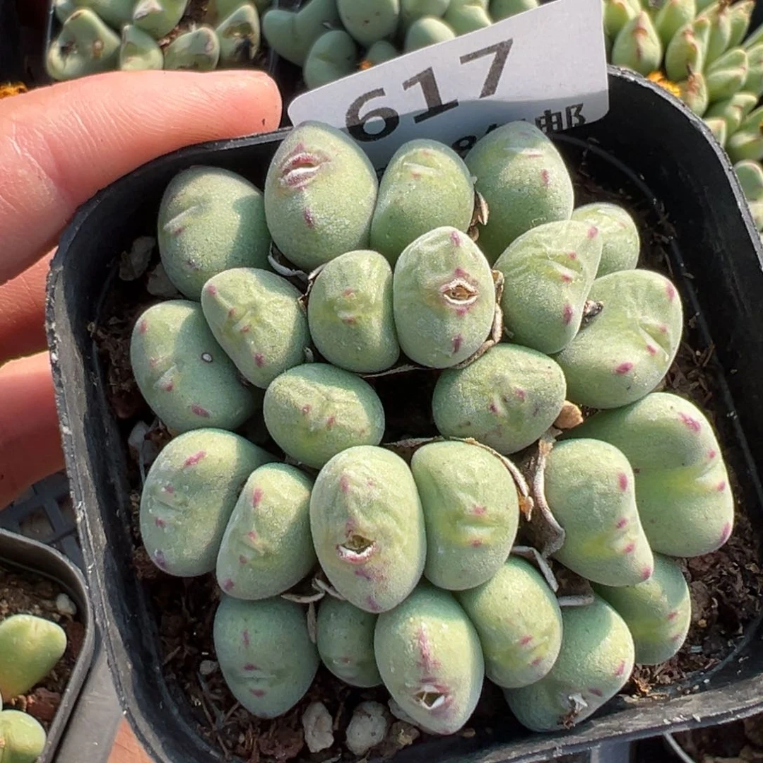 【闪购商品】617……