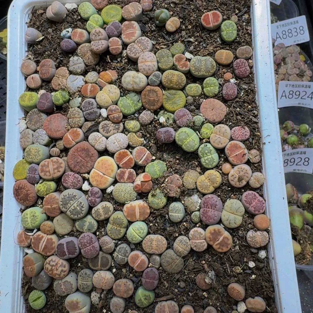 8939––零下地区需拍保温箱