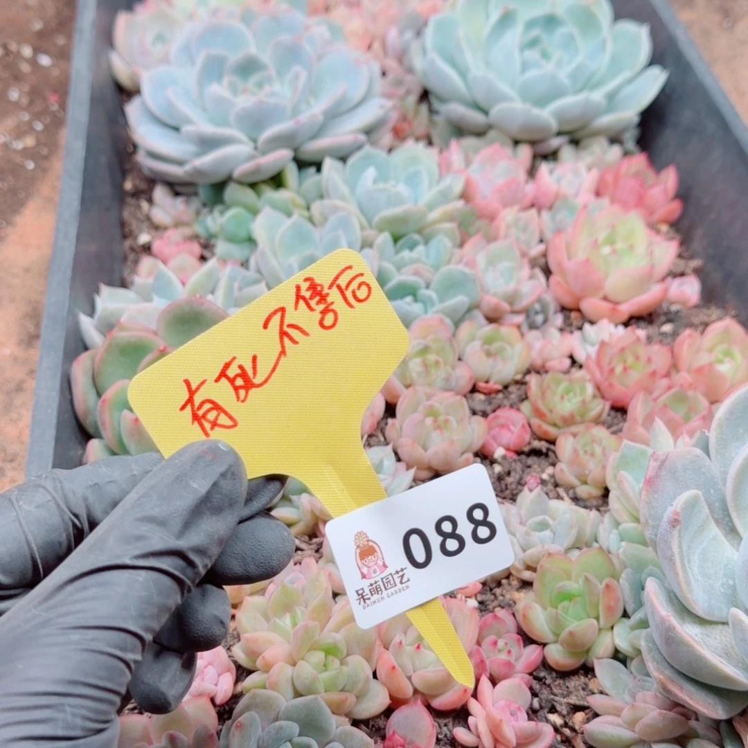 多肉植物多肉植物