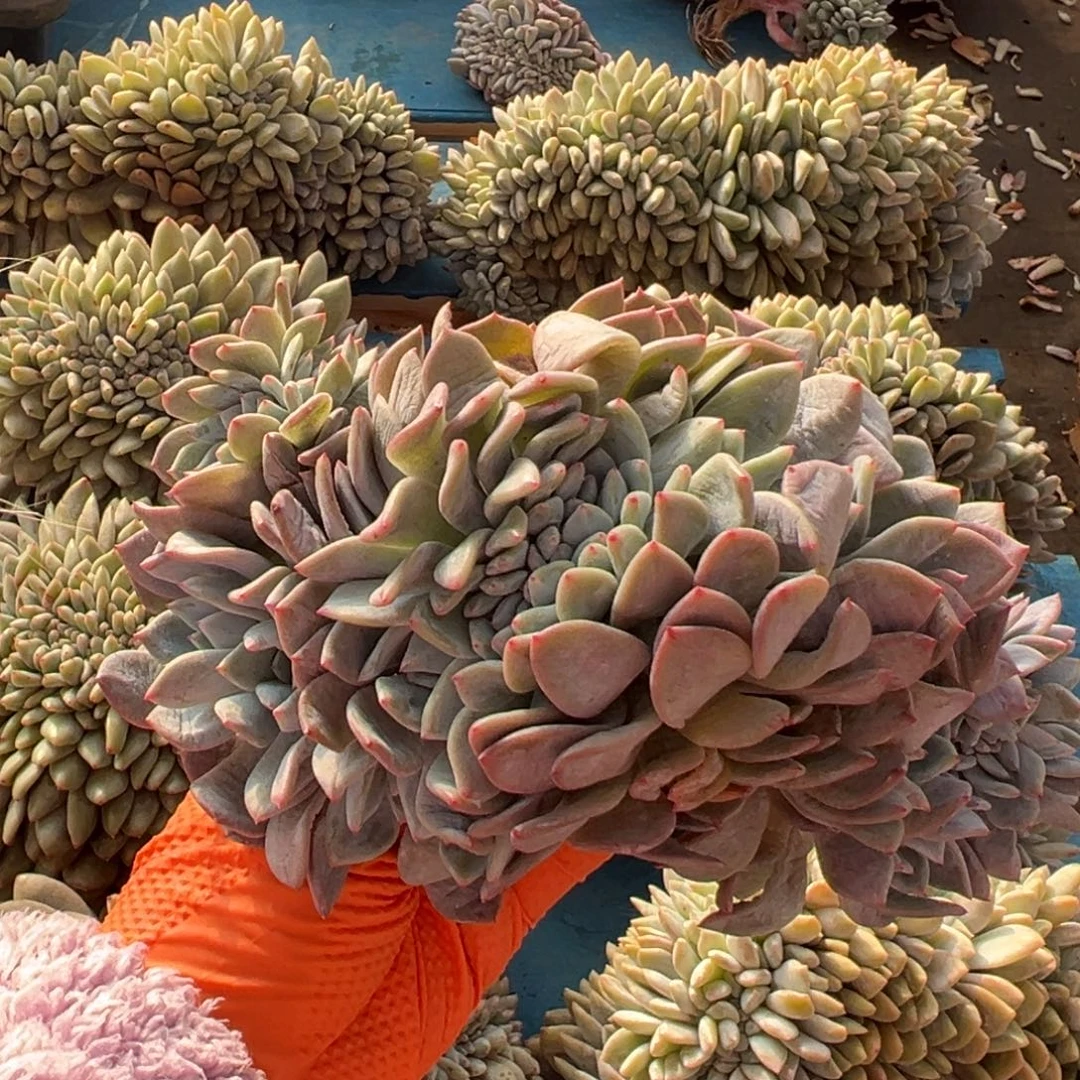 缀化呀呀呀呀呀呀呀呀