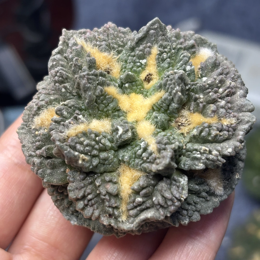 仙人球 有根 一物一拍 841