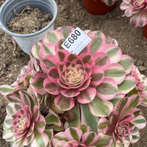 多肉植物倾城捧花