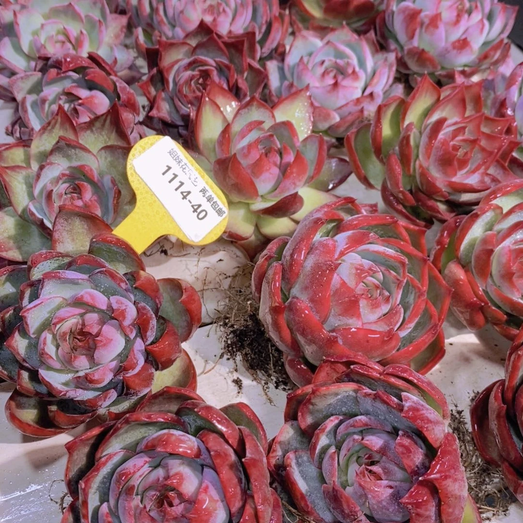 1114-40-精品惊鸿仙子单头一个