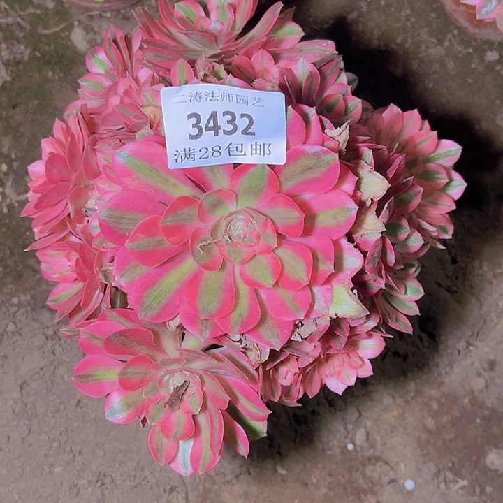 3432老桩粉女巫多肉植物