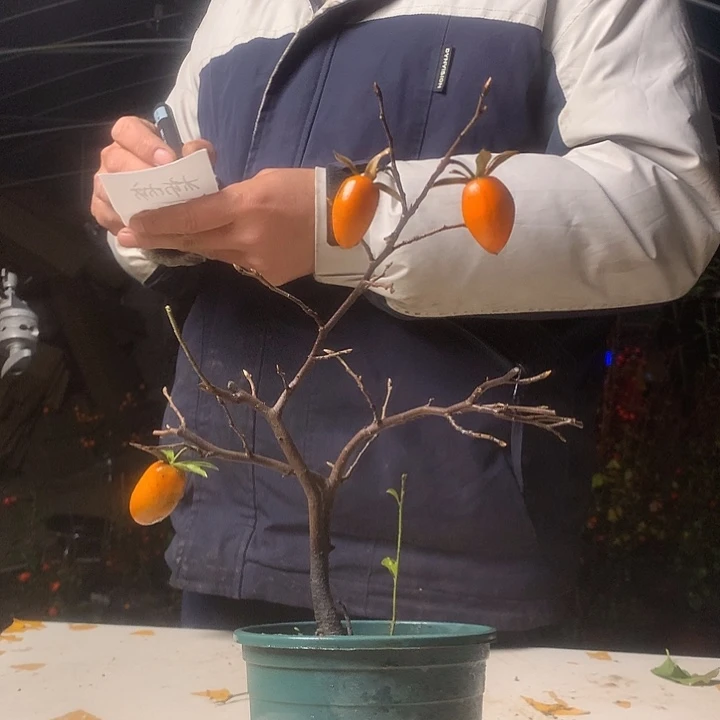 柿***意无花朵我们的目标