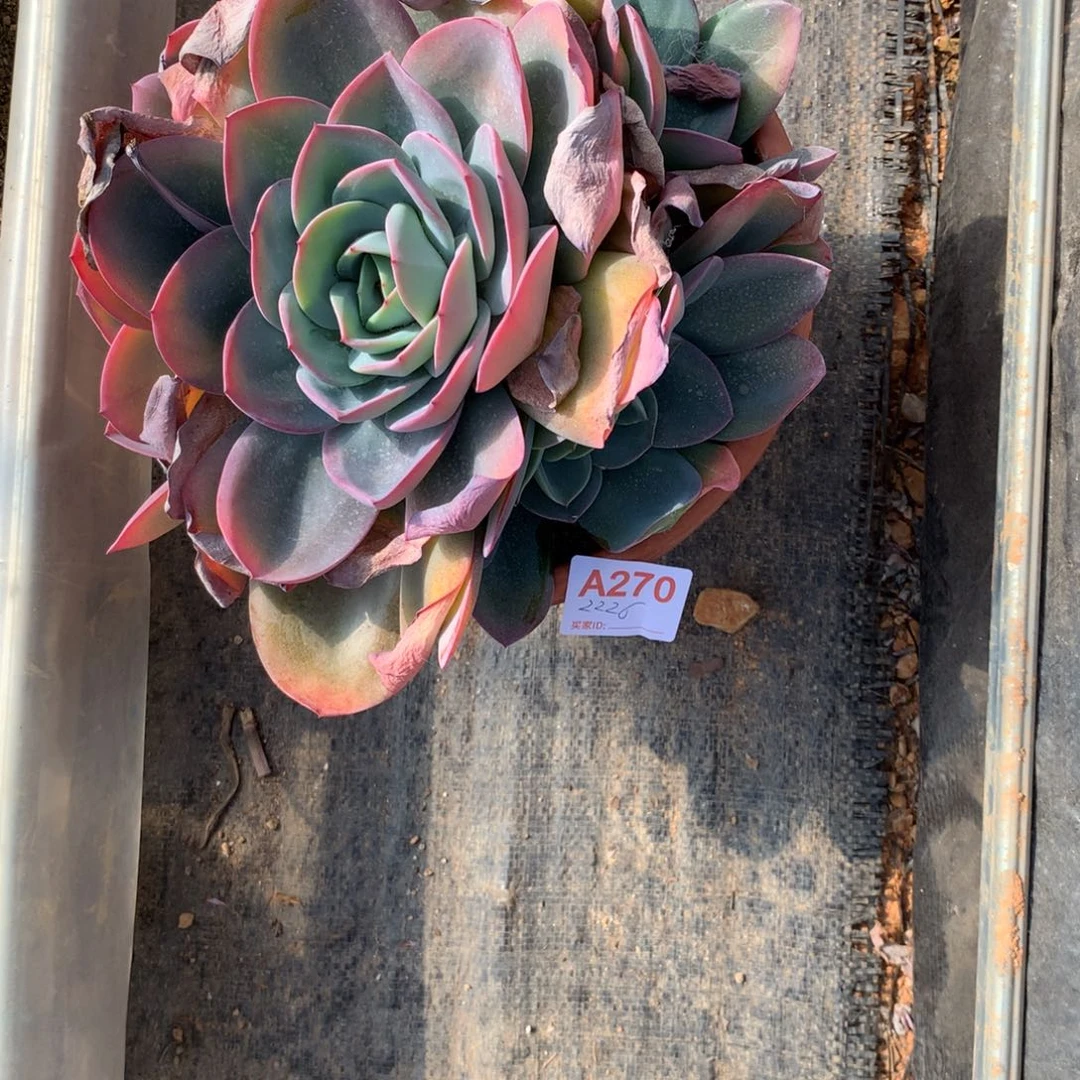 我***了布鲁蓝群多肉植物